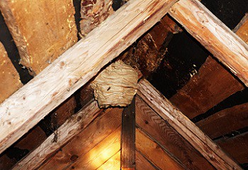 Afbeelding wespennest in huis
